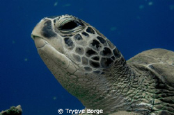 Juvenile Green Turtle at Moevenpick Reef, Naama Bay by Trygve Borge 
